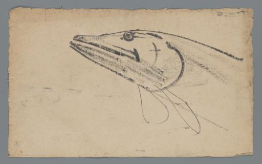 Study of a fish