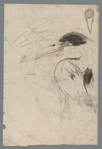Head of a heron