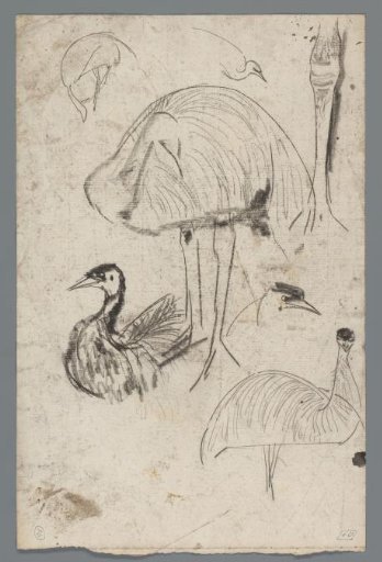 Studies of an emu