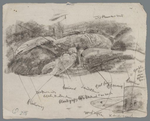 Study of a crayfish