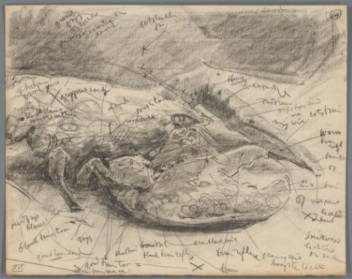 Study of the Head and Claws of a Crab
