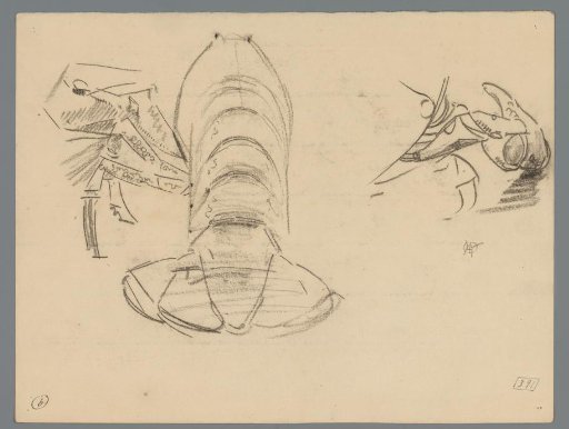 Study of a crayfish