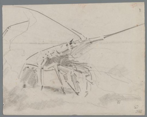 Shrimp