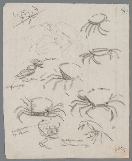Study sheet with crabs