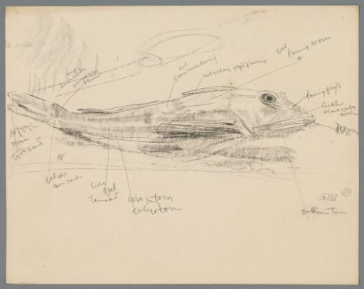 Study of a red pike