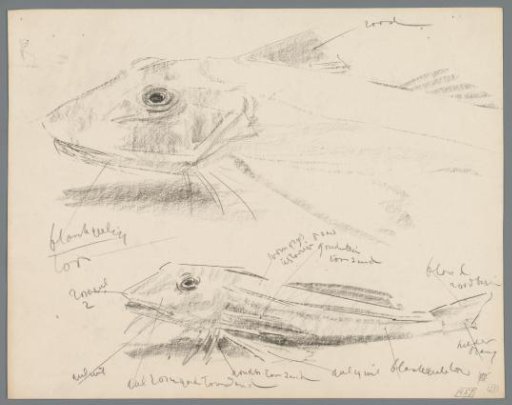 Study of a red pike