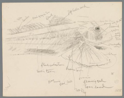 Study of a red pike