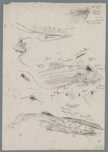 Studies of red pike