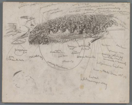 Study of the Abdomen of a Crab