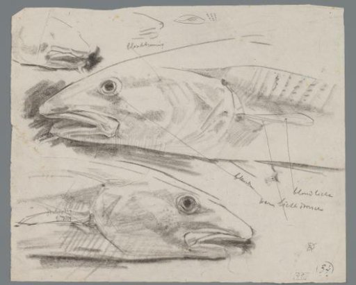 Studies of cod