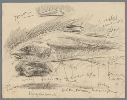 Study of a cod