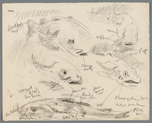 Studies of fish