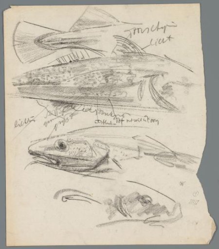 Studies of cod