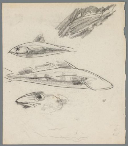 Studies of fish