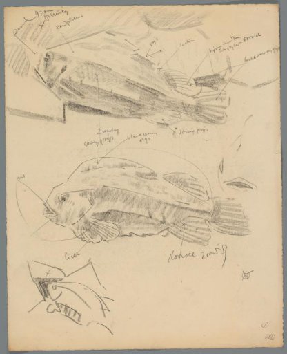 Studies of fish