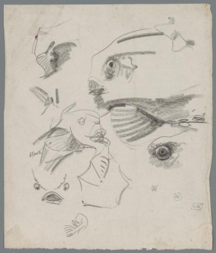 Studies of a fish