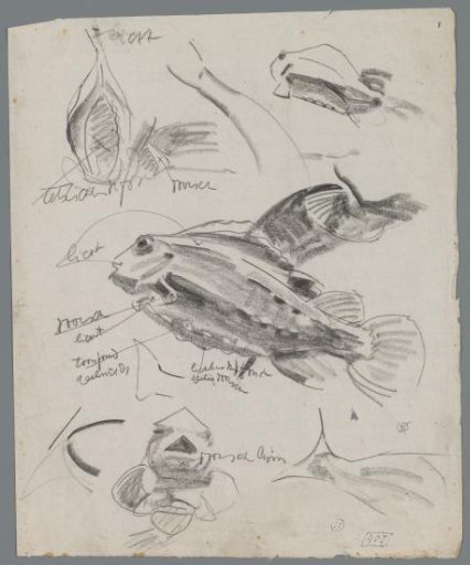 Studies of a fish