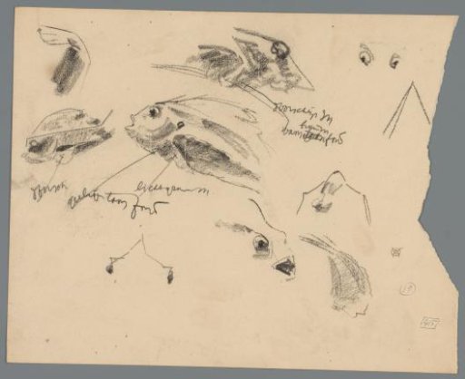 Studies of a fish