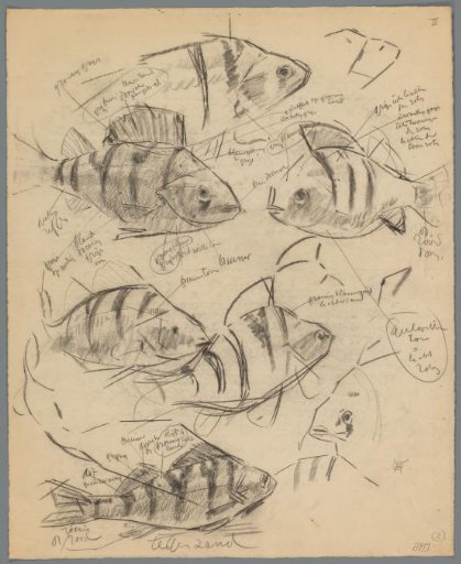 Studies of perch