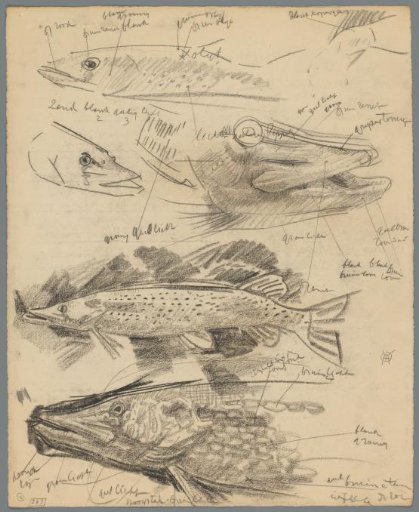 Studies of pike