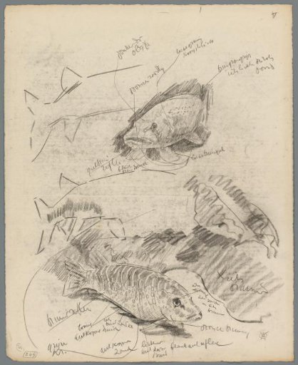 Studies of pike