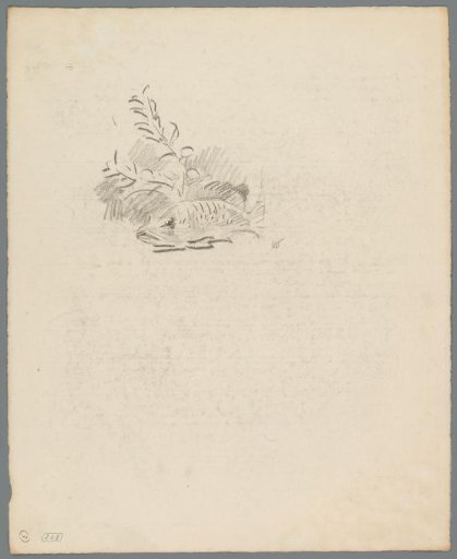 Study of a fish