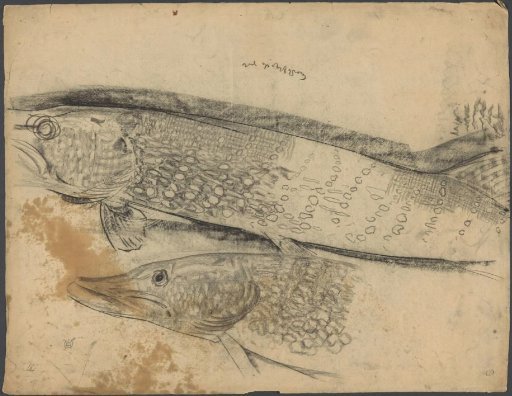 Two fish: Pike