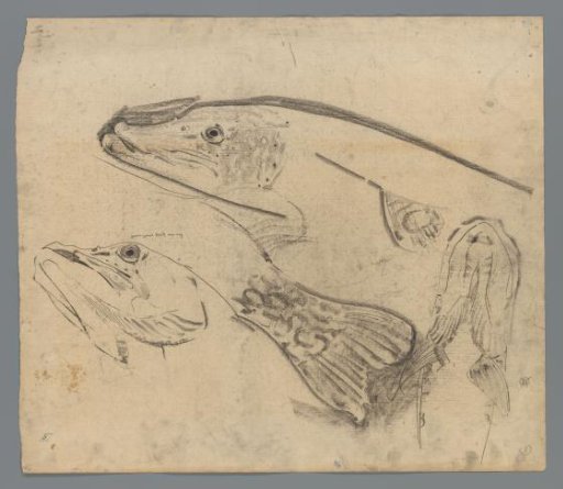 Sketch sheet with studies of pike