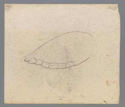 Study of a tortoise shell