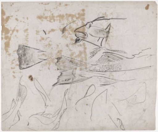 Sketch sheet with studies of a cod