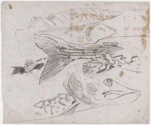 Sketch sheet with studies of a pike
