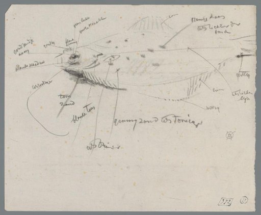 Study of a flatfish