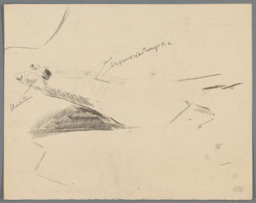 Study of a flatfish