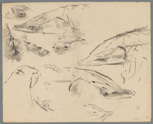 Studies of a sturgeon