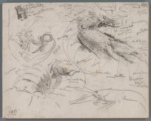 Studies of Lobsters