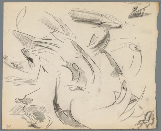 Studies of the tail of a sturgeon