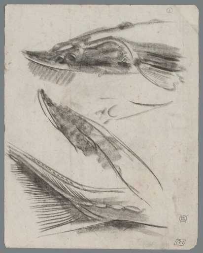 Study of a sturgeon