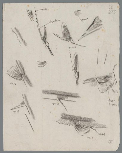Study sheet with fish fins