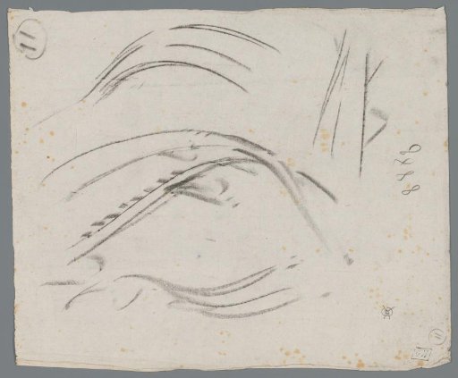 Study of a fish tail