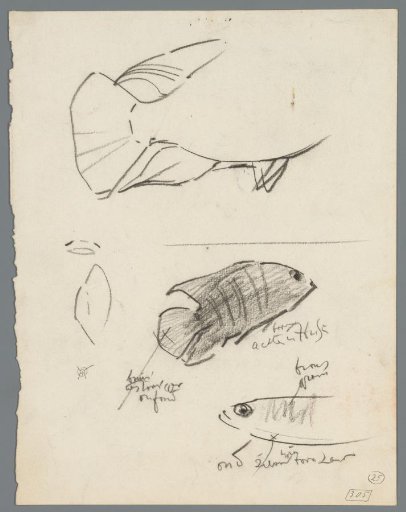 Studies of fish