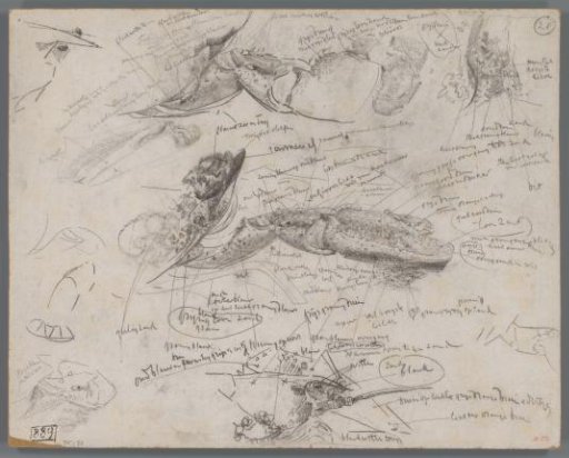 Studies of Lobsters