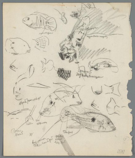 Study sheet with fish