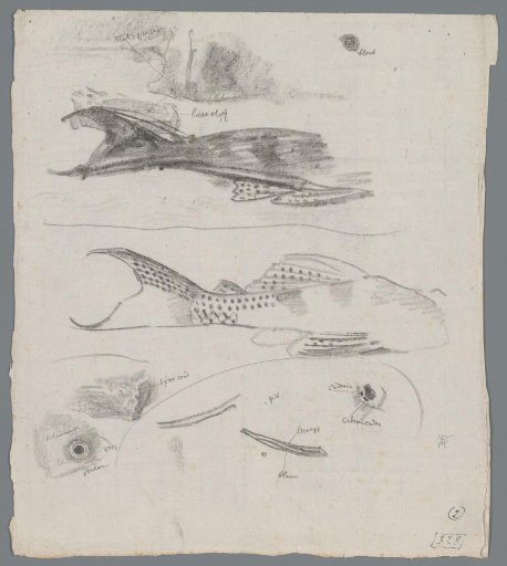 Studies of fish