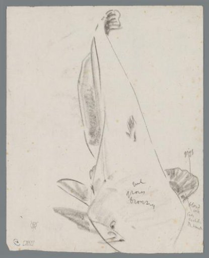 Study of a fish