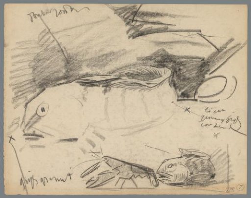 Study of a fish