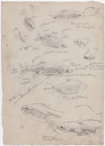 Sketch sheet with studies of whelks