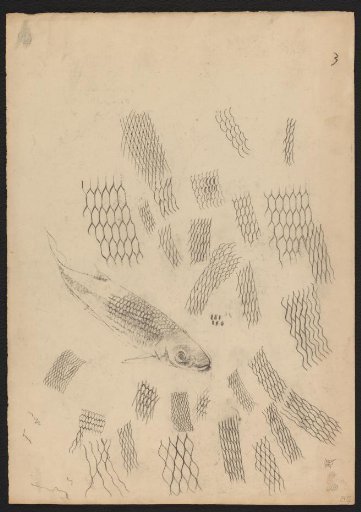 Sketch sheet with studies of whelks and a scale study