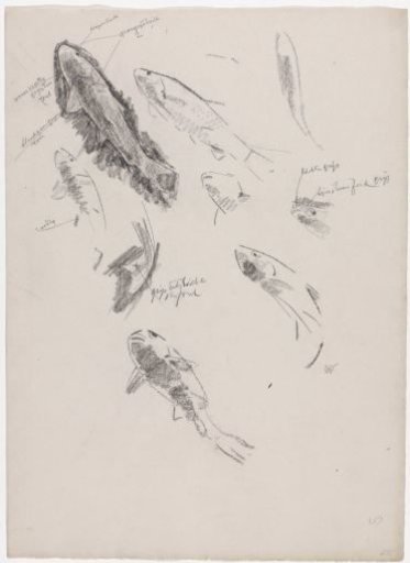 Studies of whelks