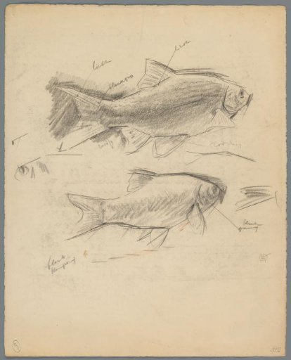 Studies of fish