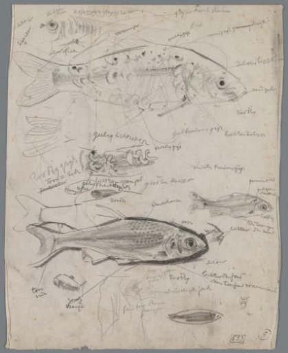 Studies of fish